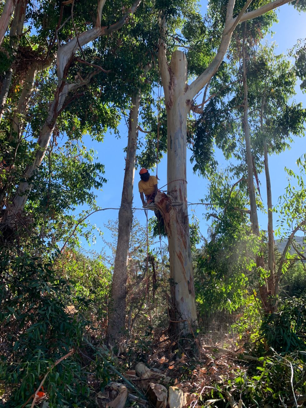 Mountain Valley Tree Service