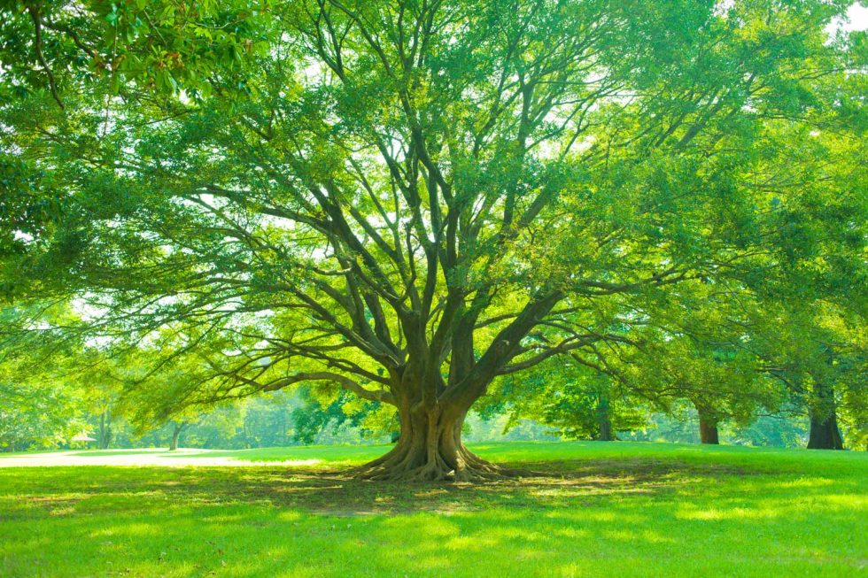 Frontier Tree Company