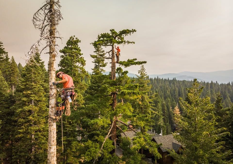 Estate Tree Services
