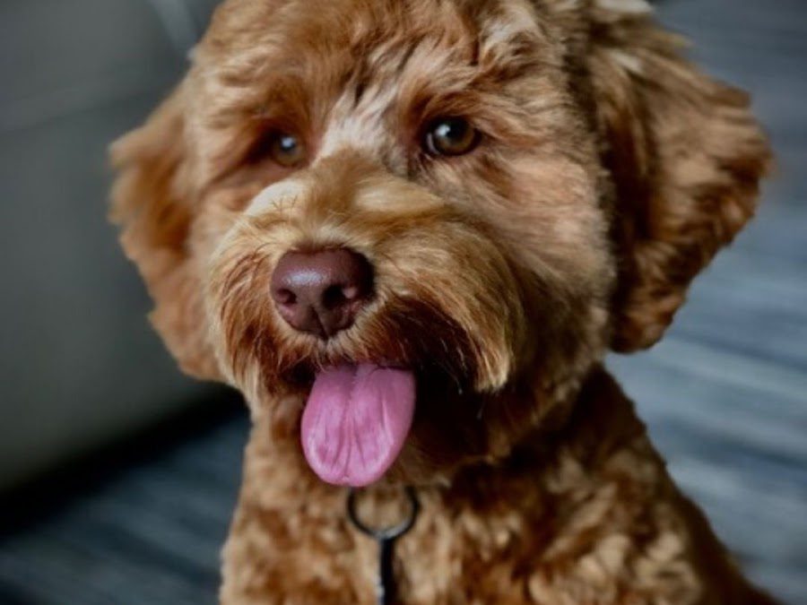 Bark Busters Home Dog Training Gainesville-Ocala