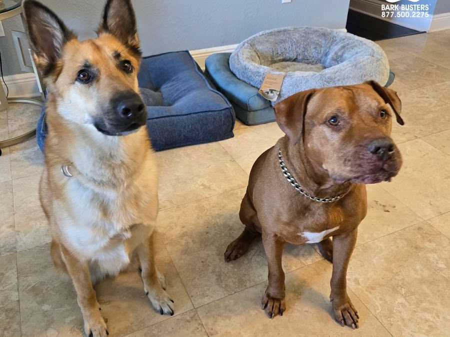 Bark Busters Home Dog Training Boca Raton