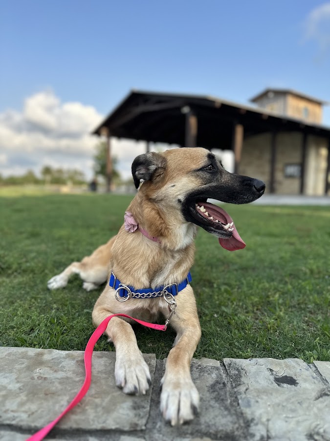 Bark Busters Home Dog Training Brevard County