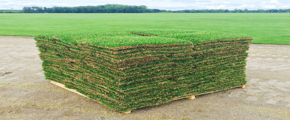 Quality Turf, Inc. (Sod Farm)