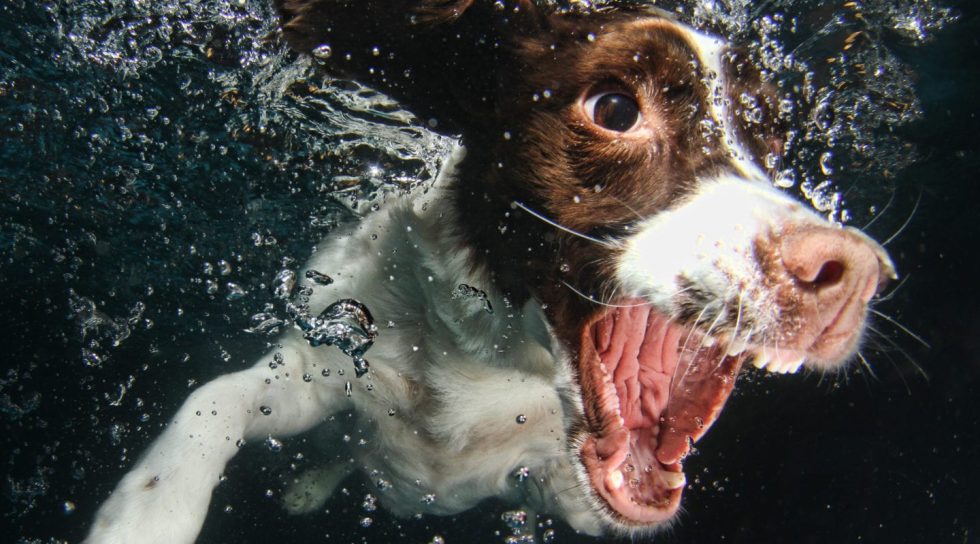 Canine Rehabilitation & Conditioning Group LLC